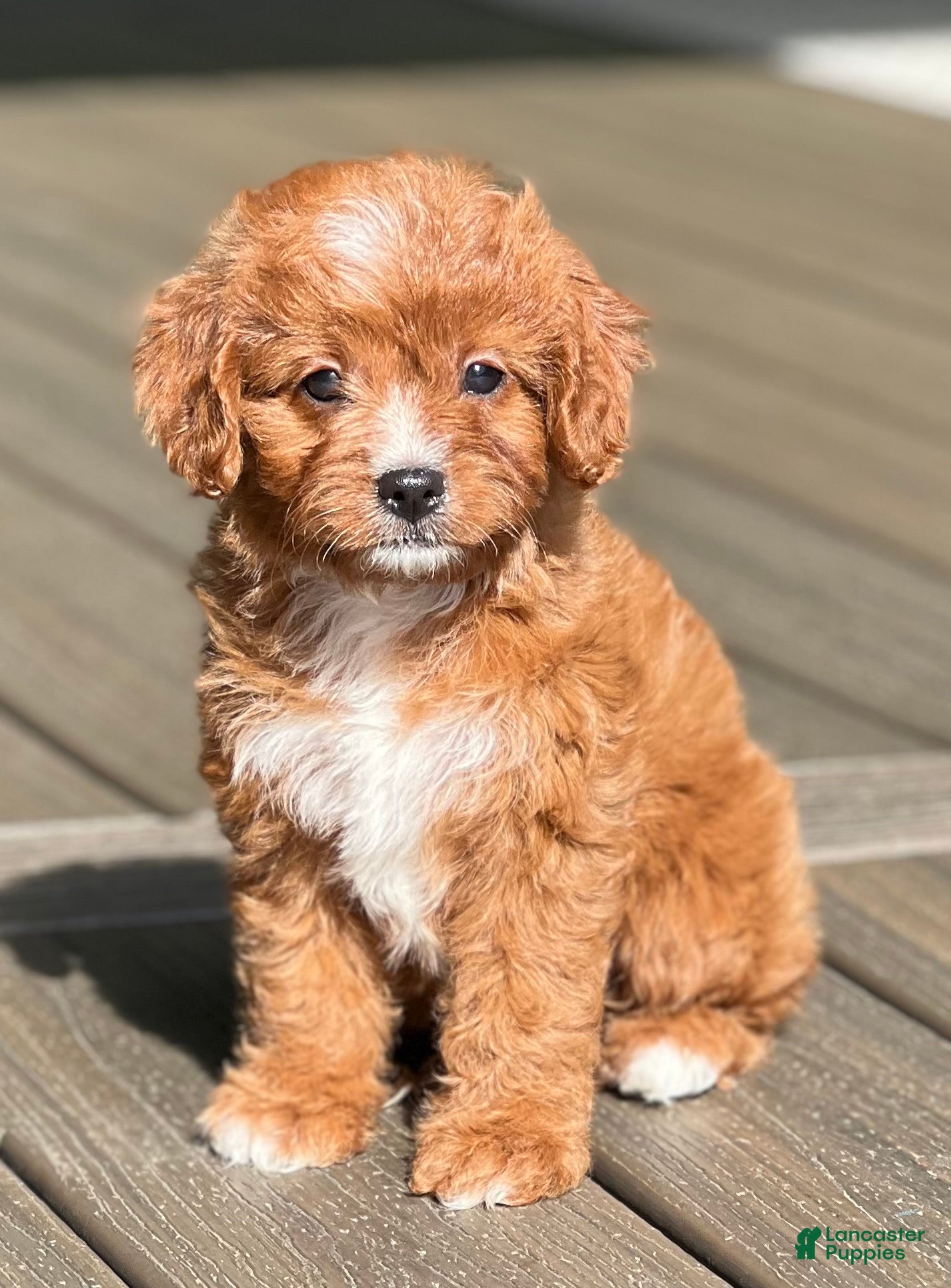 Cavapoo dogs Lulu - Ad 1