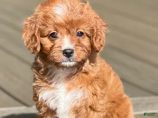 Cavapoo dogs for sale: Lulu - Ad 2