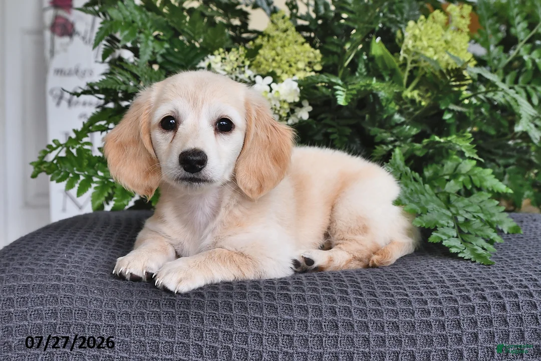 Miniature Dachshund dogs for sale: Pansy - Ad 1