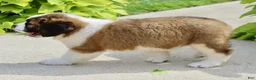Saint Bernard dogs for sale: Amy May - Ad 6