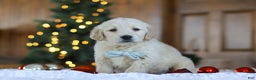 Golden Retriever dogs for sale: Duke - Ad 3
