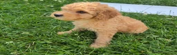 Cavapoo dogs for sale: Pearl - Ad 3