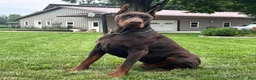 Doberman Pinscher dogs for sale: Bella - Ad 6