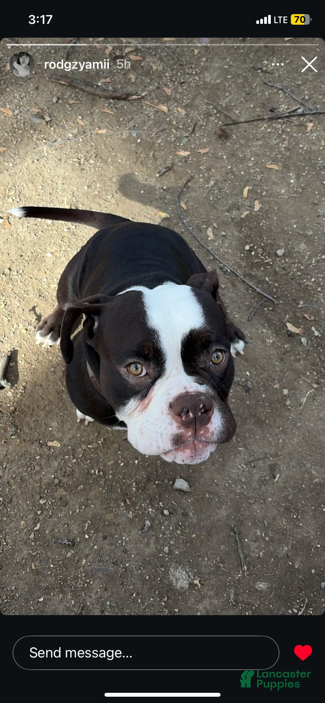 American Bully dogs for sale: American Bully 1 - Ad 2