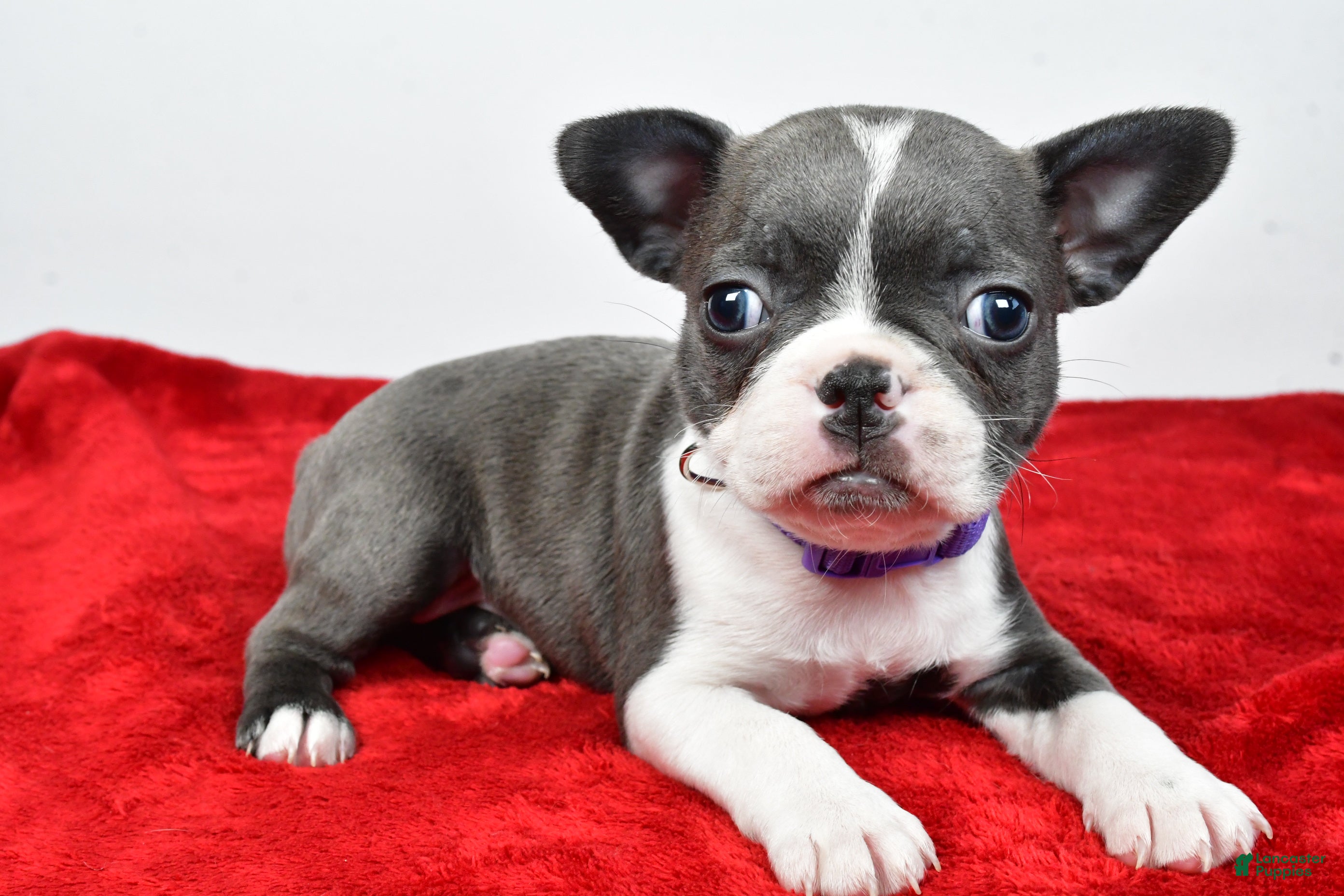 Mixed Breed dogs Layla - Ad 1