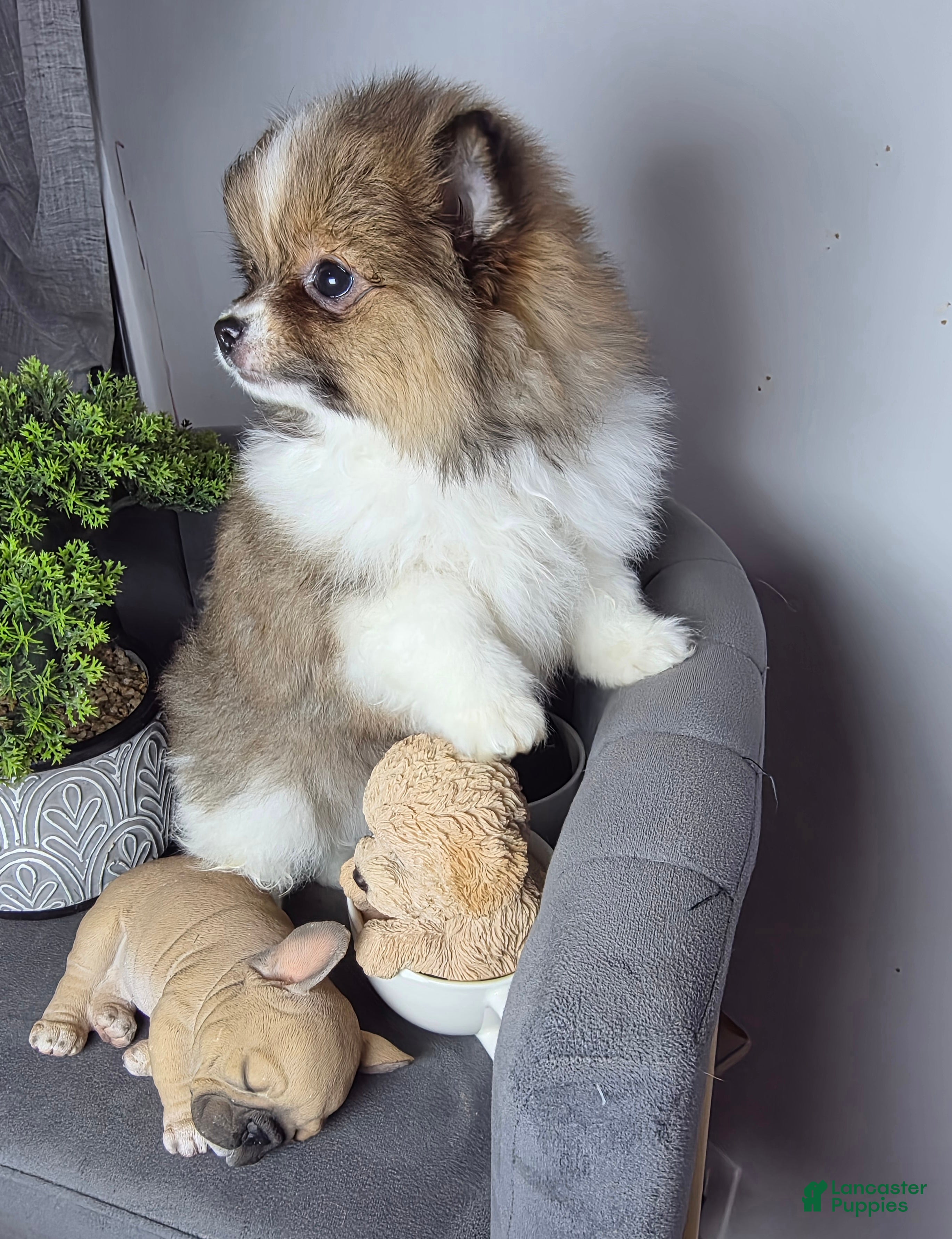 Pomeranian dogs Pomeranian Puppy 1 - Ad 26