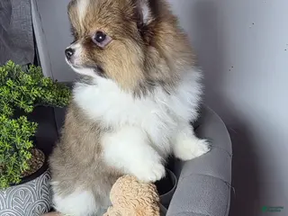 Pomeranian dogs Pomeranian Puppy 1 - Ad 26