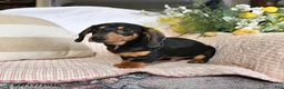 Dachshund dogs for sale: Malachi - Ad 3