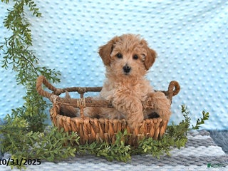 Bichpoo dogs - Ad 35