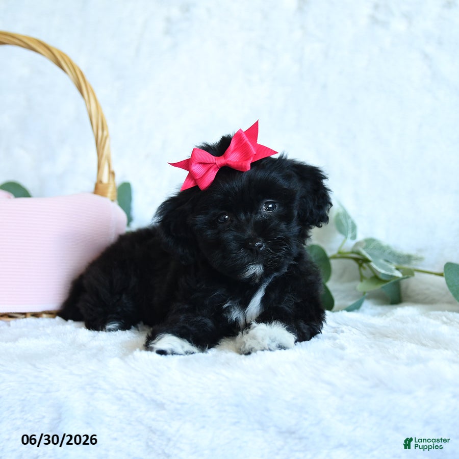 Shihpoo dogs Kiera - Ad 2