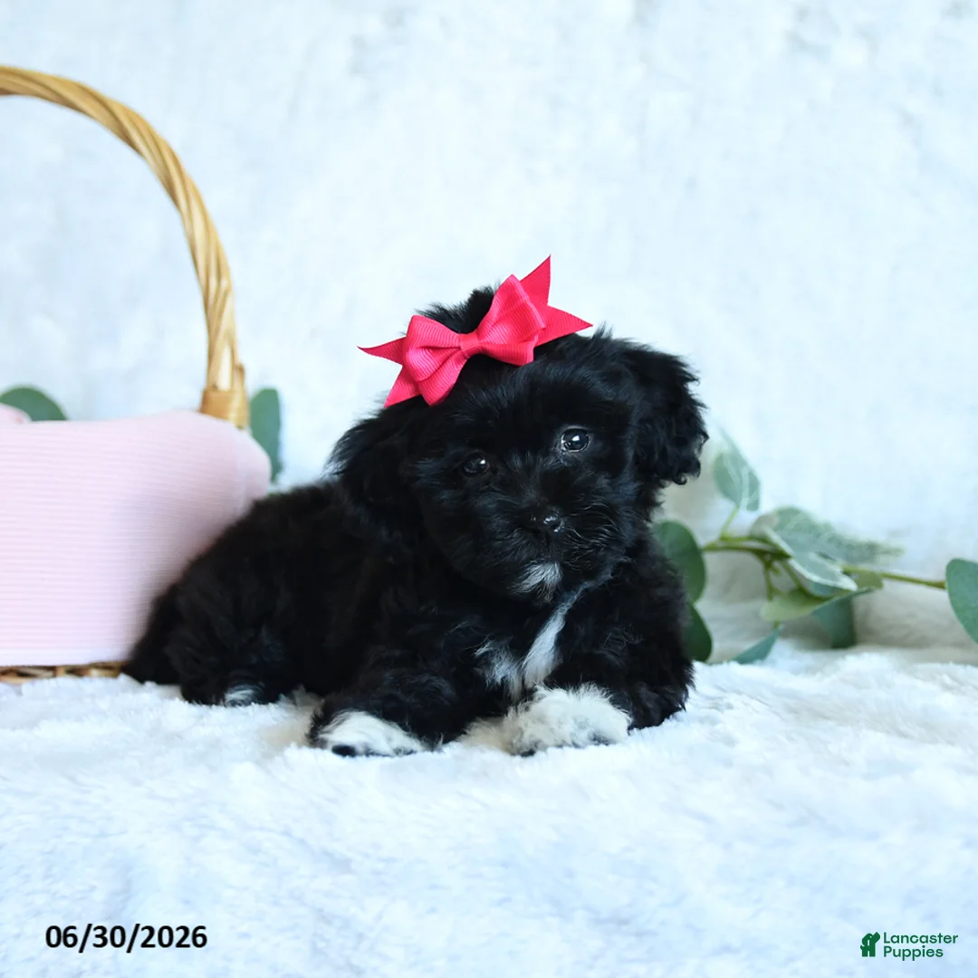 Shihpoo dogs for sale: Kiera - Ad 2