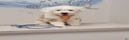 Aussiedoodle dogs for sale: Aussiedoodle 1 - Ad 17