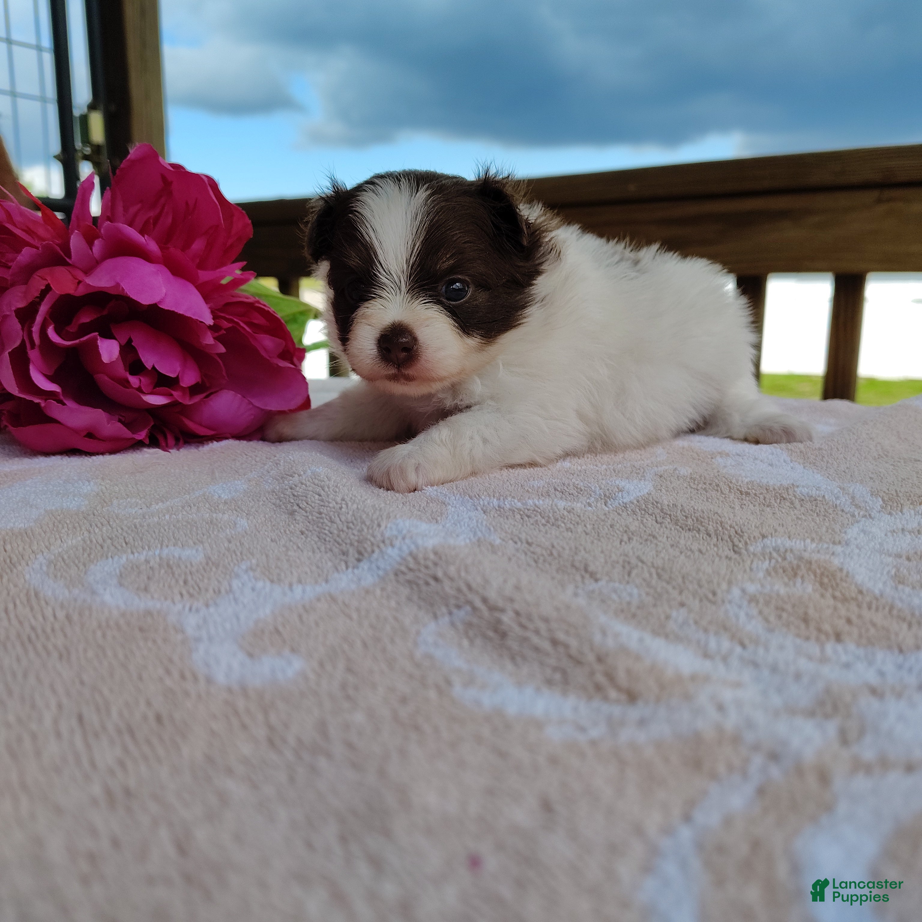 Pomeranian dogs Passion fruit - Ad 1