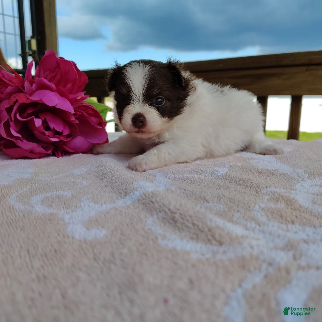 Pomeranian dogs for sale: Passion fruit - Ad 1