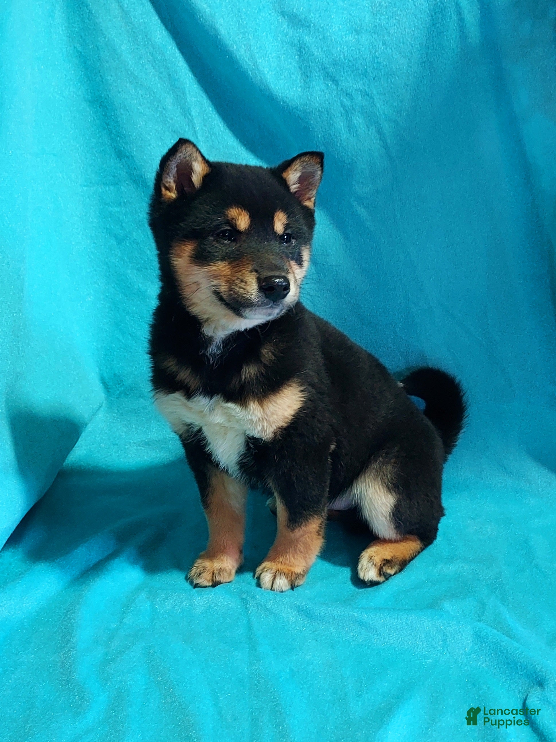 Shiba Inu dogs Bradon  - Ad 1