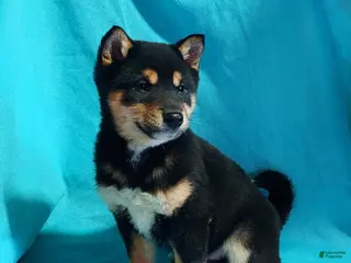 Shiba Inu dogs for sale: Bradon - Ad 2