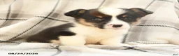 Welsh Corgi Pembroke dogs for sale: Jupiter - Ad 5