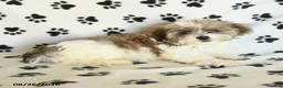 Shorkie dogs for sale: Ivanhoe - Ad 5
