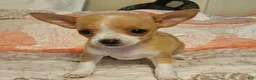 Chihuahua dogs for sale: Sue - Ad 3