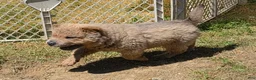 Shar Pei dogs for sale: Roman - Ad 21
