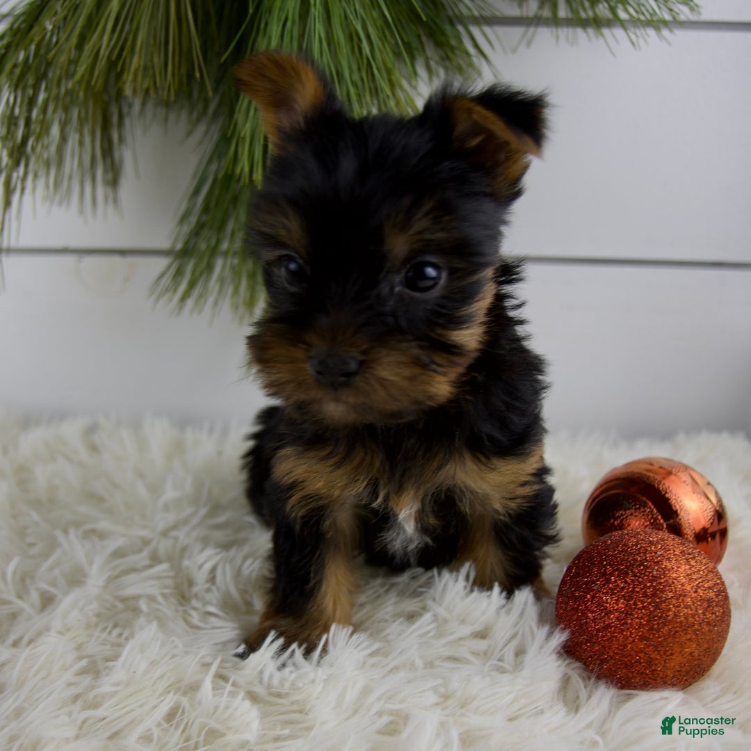 Yorkshire Terrier dogs for sale: Carson - Ad 3
