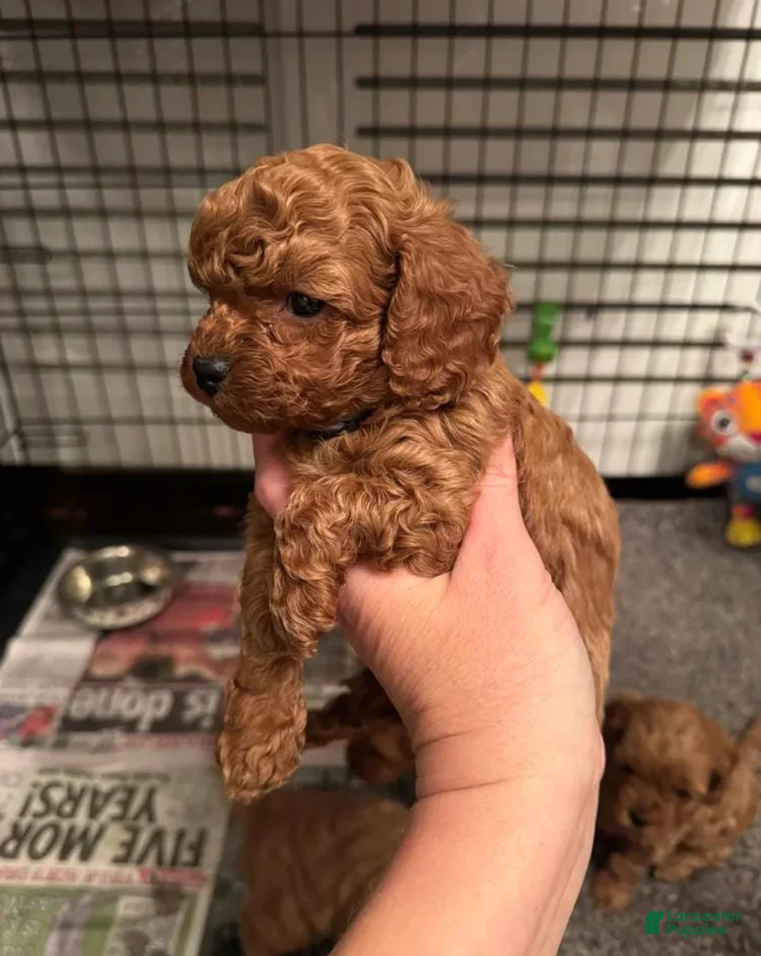 Cavapoo dogs for sale: Maya  - Ad 1