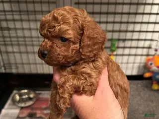 Cavapoo dogs Maya - Ad 18