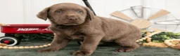 Labrador Retriever dogs for sale: Bubbles - Ad 3
