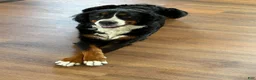 Bernese Mountain Dog dogs for sale: Bolt - Ad 7