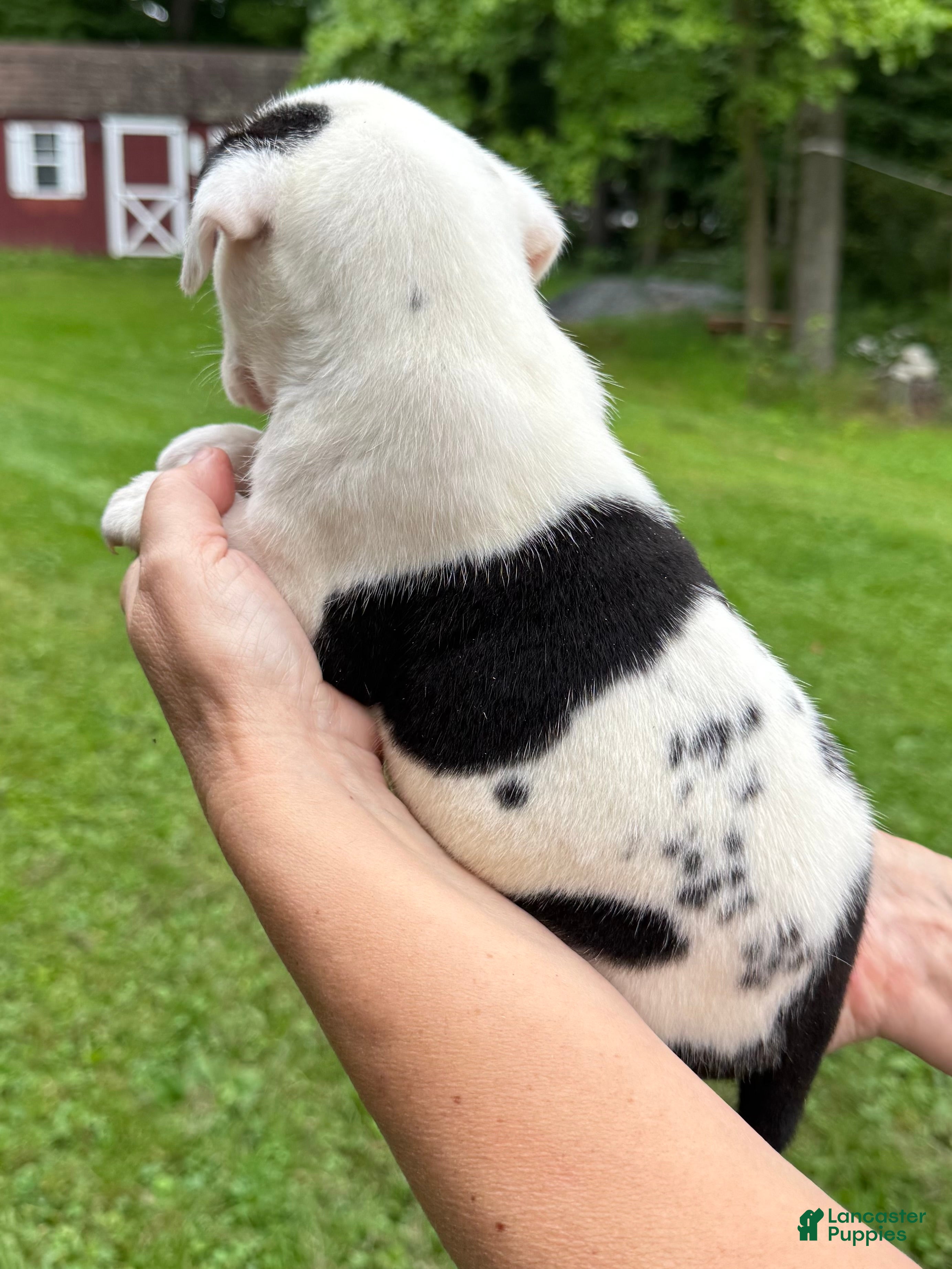 American Bulldog dogs Male 1 - Ad 2