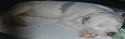 American Pit Bull Terrier dogs for sale: American Pit Bull Terrier 1 Male - Ad 4