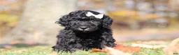 Miniature Poodle dogs for sale: Janice - Ad 4