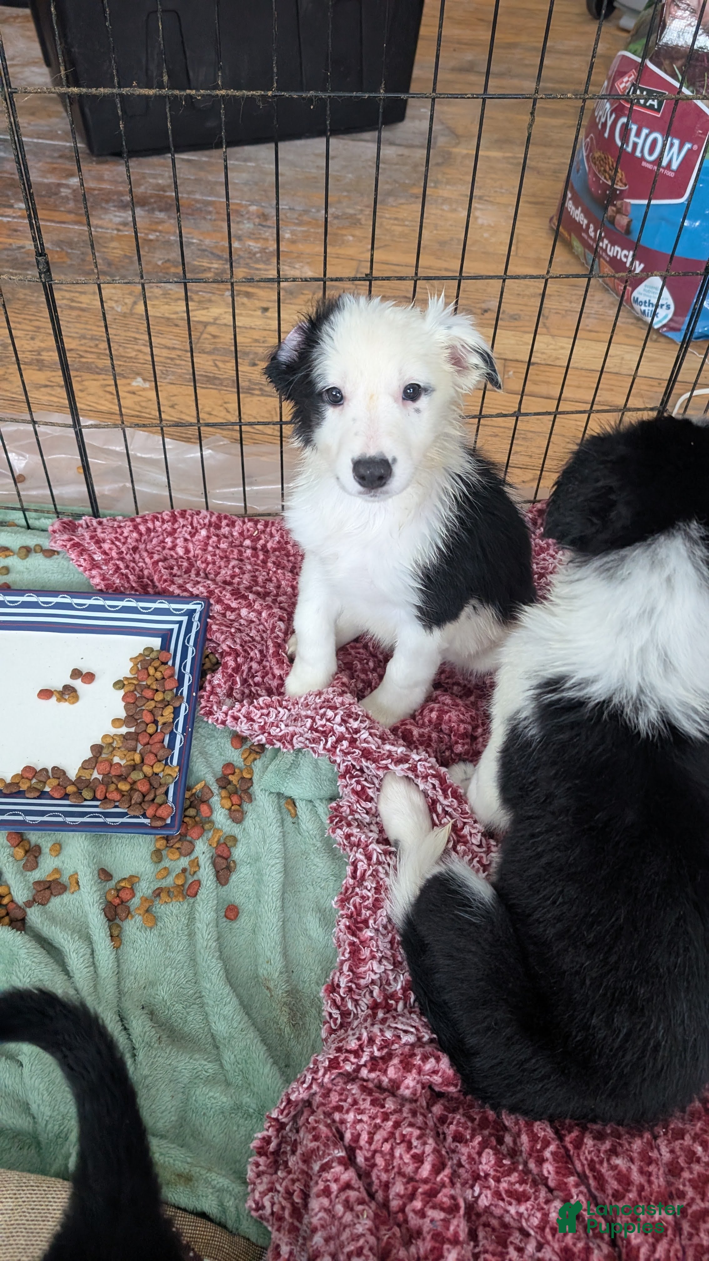 Mixed Breed dogs Female Puppy 7 - Ad 1