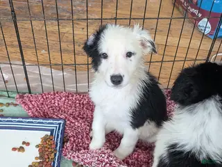 Mixed Breed dogs for sale: Female Puppy 7 - Ad 3