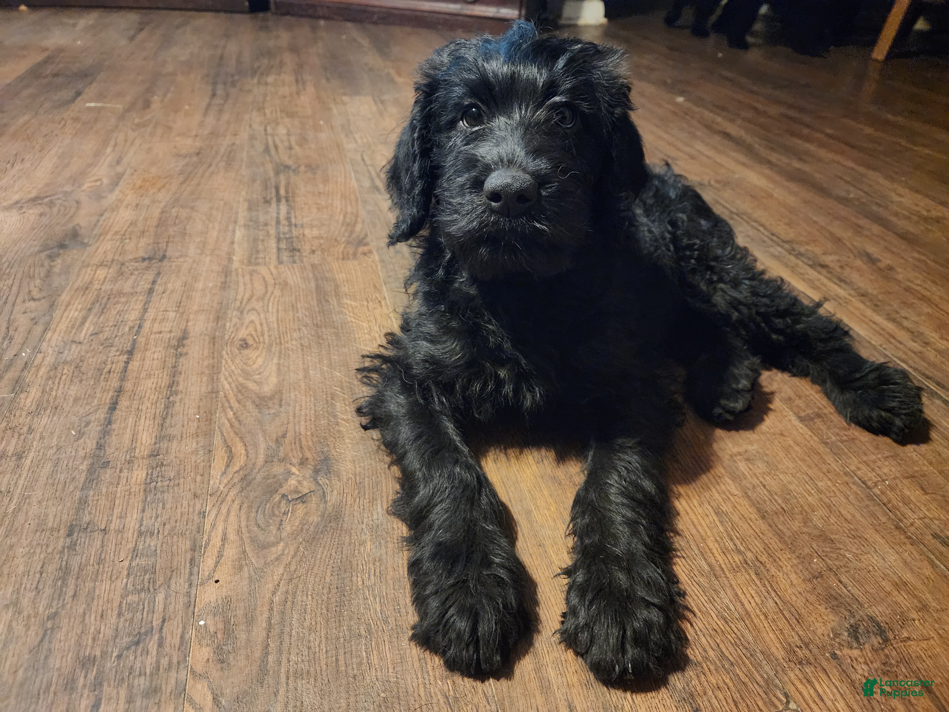Labradoodle dogs for sale: Labradoodle blue collar - Ad 2