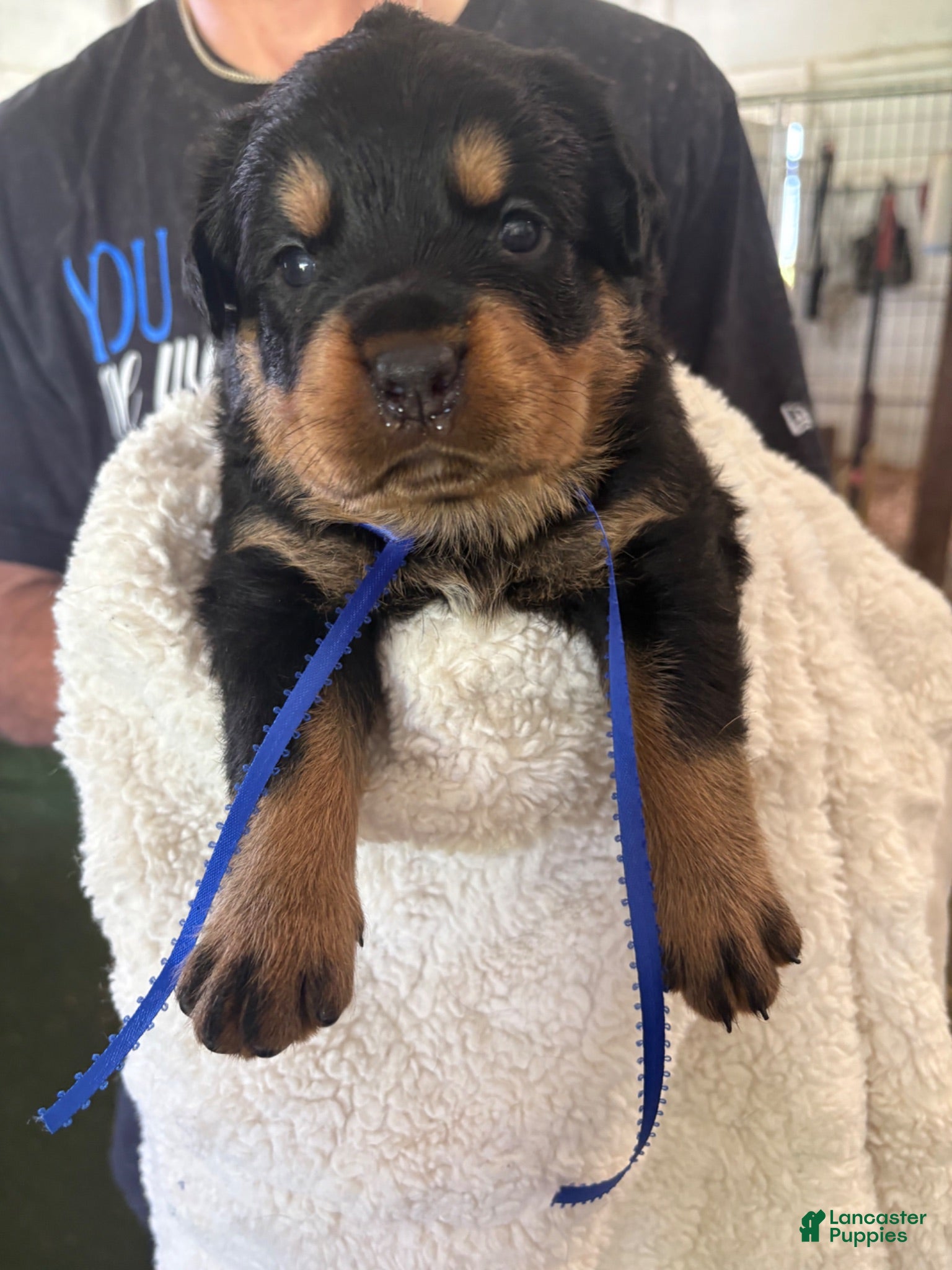Rottweiler dogs Rottweiler 1. AKC REGISTERED - Ad 1