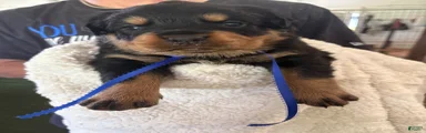 Rottweiler 1. AKC REGISTERED