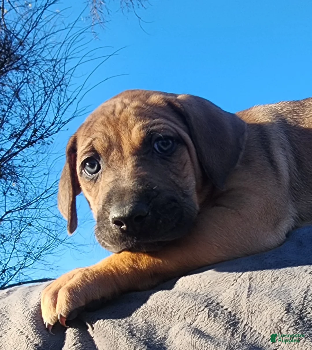 Catahoula Leopard Dog dogs for sale: Tala 2025 Female 2 - Ad 9