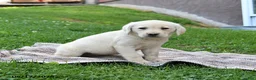 Labrador Retriever dogs for sale: Gracie - Ad 4