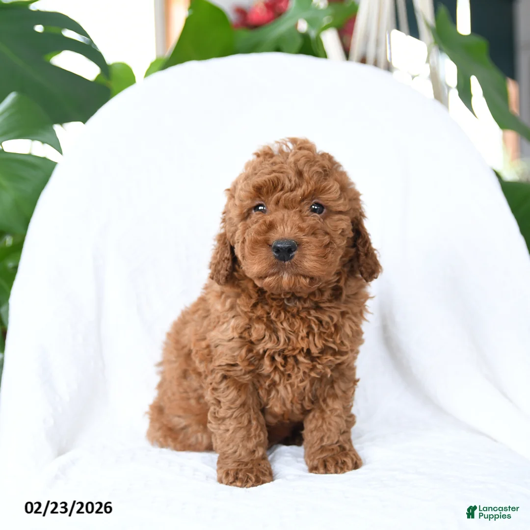 Mini Goldendoodle dogs for sale: Tag - Ad 5