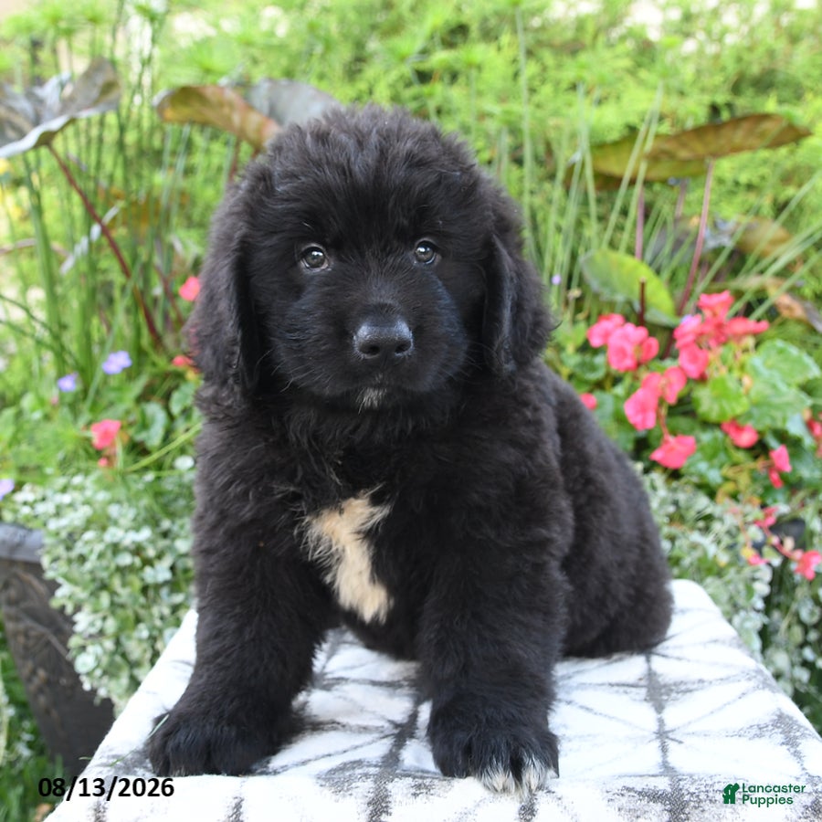 Newfoundland dogs Mikmaq - Ad 2