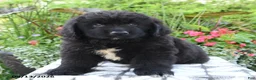 Newfoundland dogs for sale: Mikmaq - Ad 2