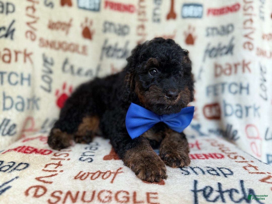 Cockapoo dogs for sale: Pecan - Ad 5