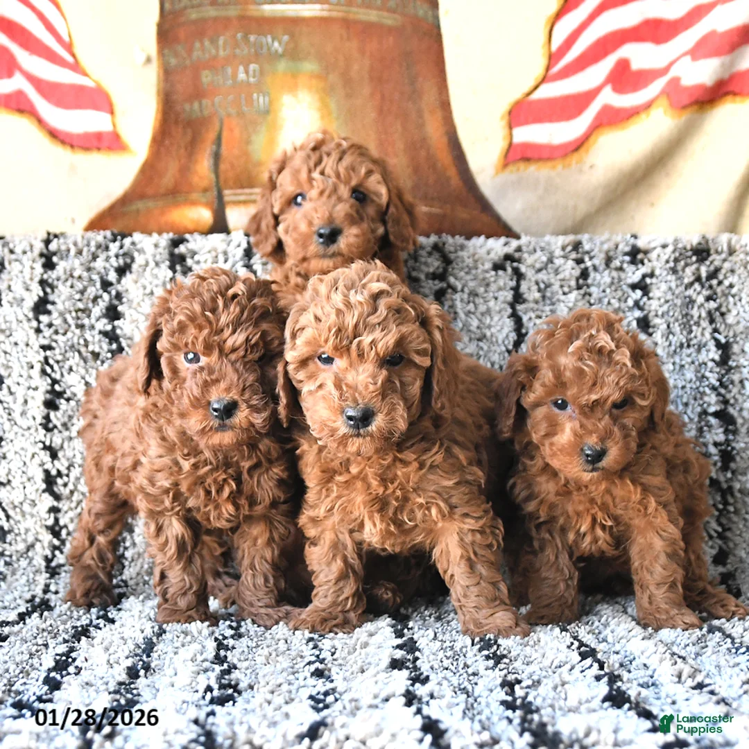 Toy Poodle dogs for sale: Olivia - Ad 5