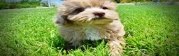 Havapoo dogs for sale: Eartha - Ad 12