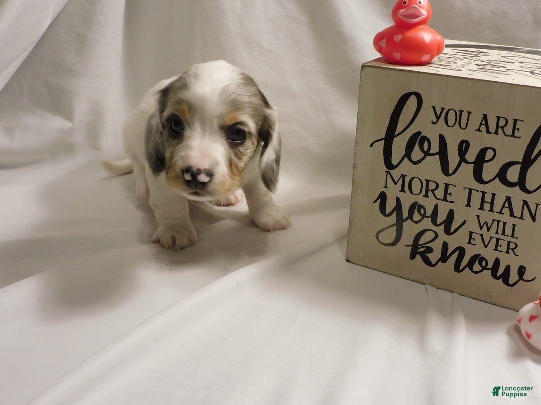 Miniature Dachshund dogs for sale: LMA's ChampionDoxie White Chocolate Chunk - Ad 12
