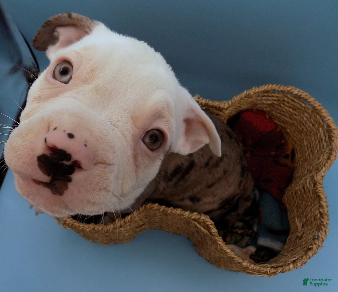 Mixed Breed dogs for sale: Lillith - Ad 7