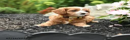 Cavapoo dogs for sale: Grace - Ad 4
