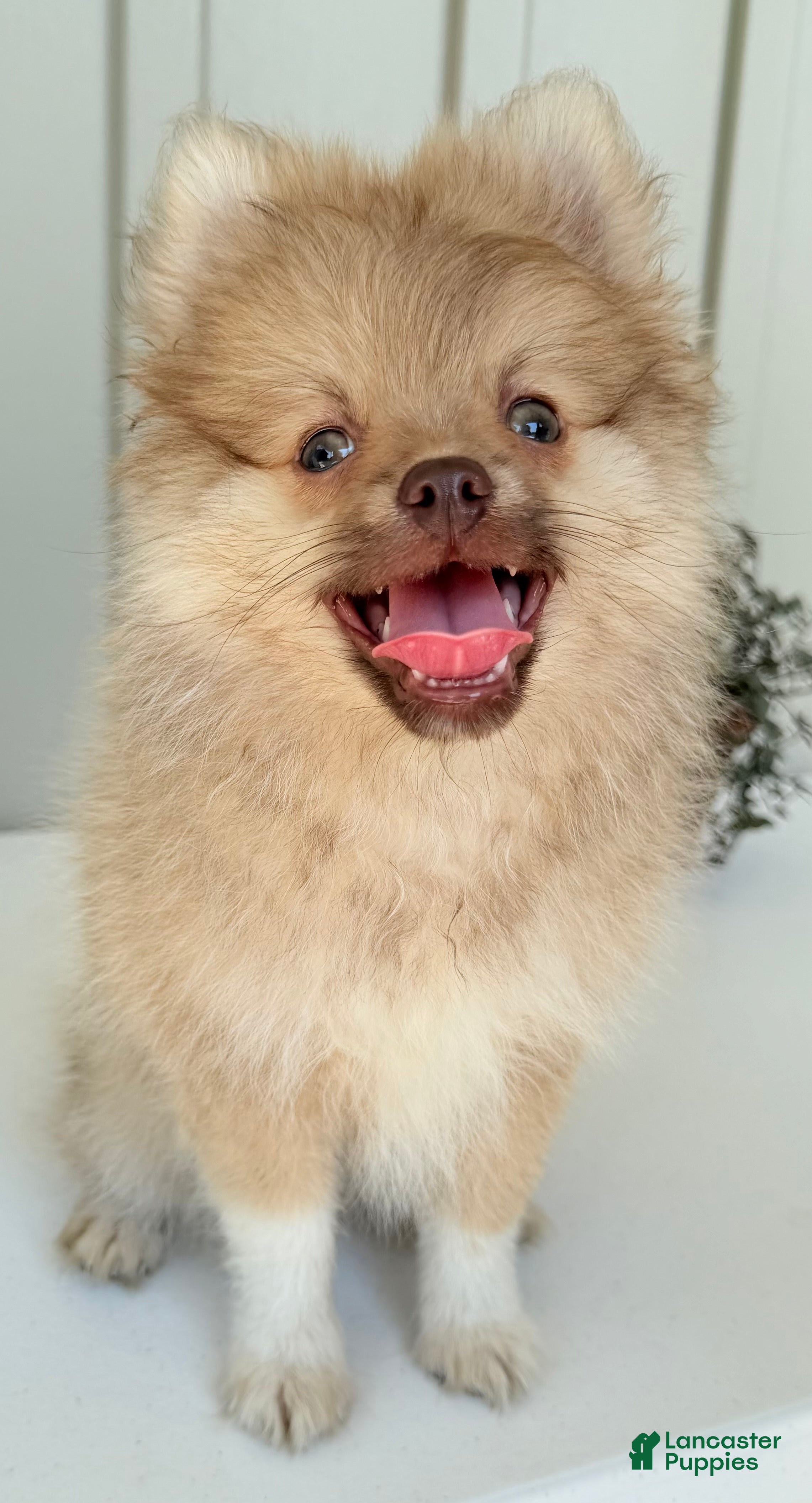 Pomeranian dogs Apollo - Ad 2