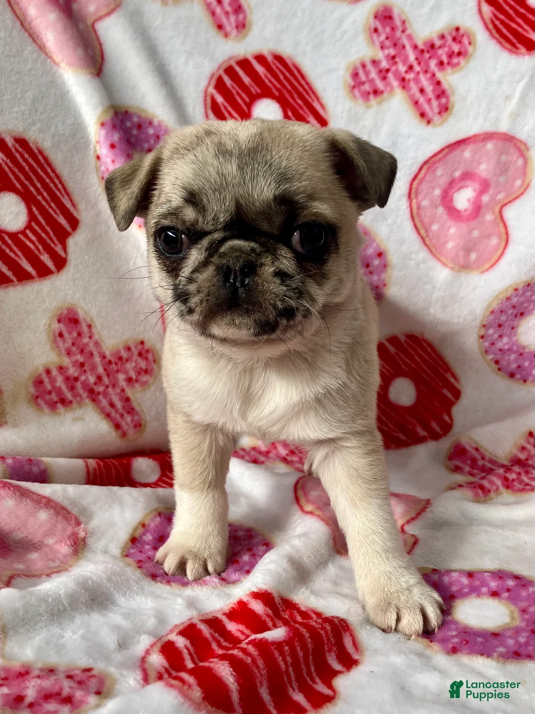 Pug dogs for sale: Sky - Ad 6